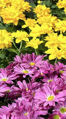 Sunlight hours predict mum blooms