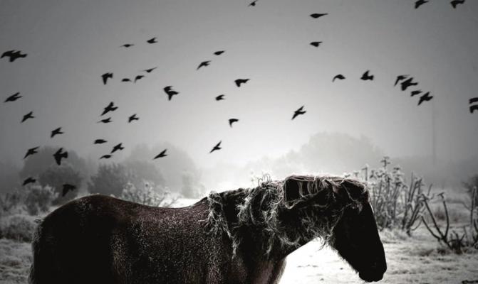 Contest judge Rachael Waller’s 2013 winning entry in #AlpineTXPhoto Contest.