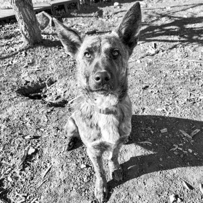 PET OF THE WEEK