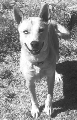 PET OF THE WEEK