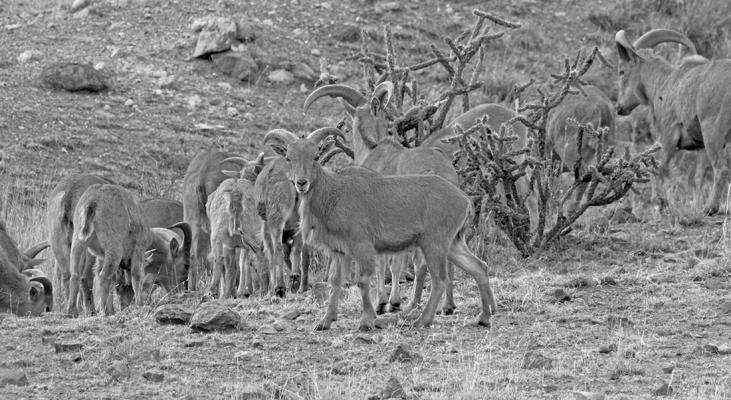 Aoudad or Barbary sheep are non-native exotics that have established themselves in West Texas and the Big Bend, creating competition for native desert big horns in terms of forage and access to water. Recently, evidence has indicated morbidity and mortality in the native animals. Photo by Kara Gerbert