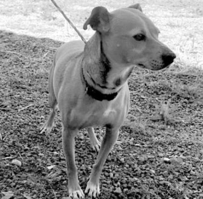 PET OF THE WEEK