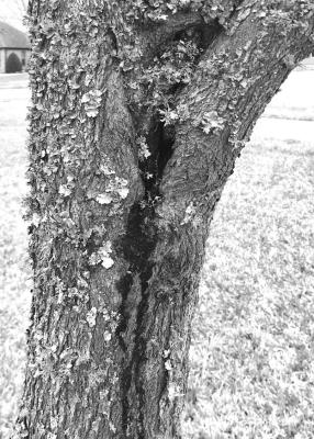 Seepage on trees indicate decay