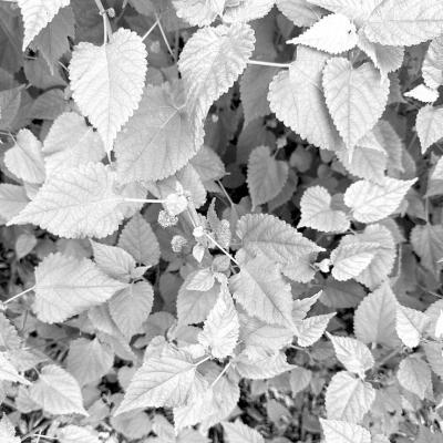 Lantana not blooming