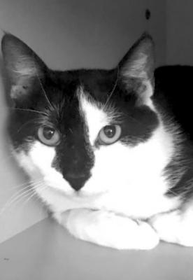 PET OF THE WEEK