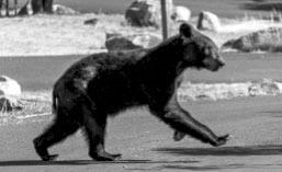 Increased bear activity has forced campground closures in Big Bend National Park. Courtesy photo