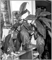 Peace lilies flourish in bright indoor light