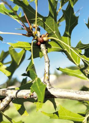 Galls are common in oak trees