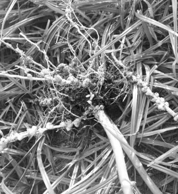 Nodules on roots are beneficial bacteria