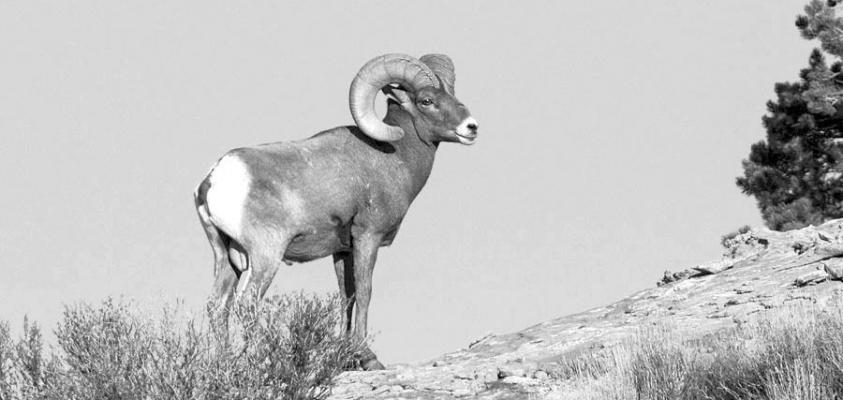 Wildlife conference highlights role of private landownership