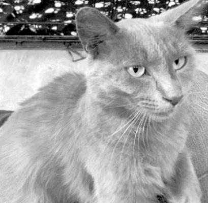 PET OF THE WEEK