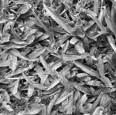 Broadleaf weedkiller will eliminate dove weed