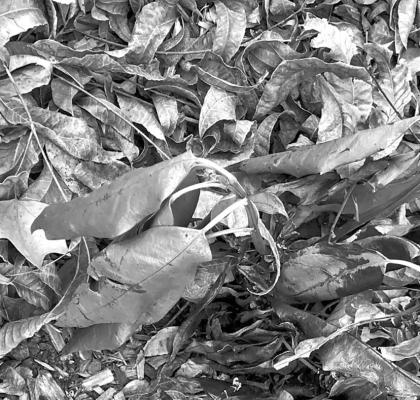 Too much sunlight adversely aff ects dwarf green aucubas
