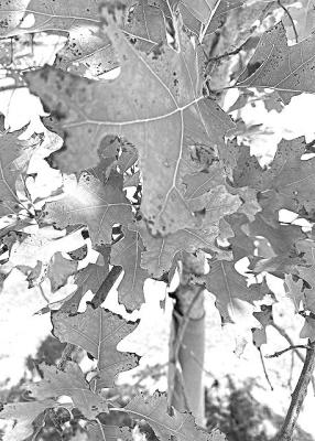 Combatting compost woes for your fall garden