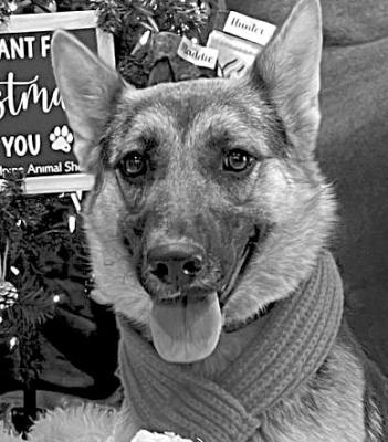 PET OF THE WEEK