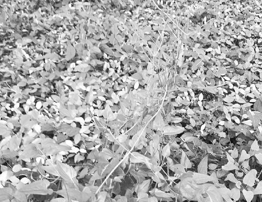 Glyphosate-only herbicide should take care of invasive vines
