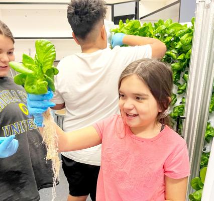 Students from Marfa ISD grow green leaf lettuce in their Flex Farm, which is a vertical hydroponic growing technique allowing students to learn the processes of growing their own food from seed to table. Courtesy photo