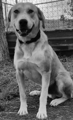 PET OF THE WEEK