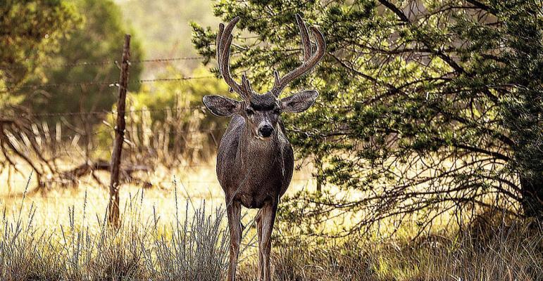 Desert Mule deer buck. Avalanche photo by Kara Gerbert