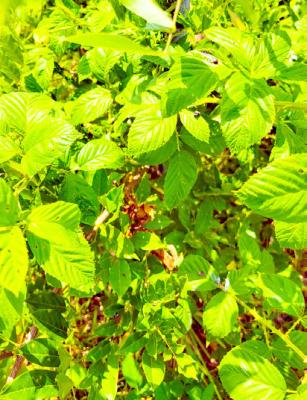 Invasive blackberry vine susceptible to 2, 4-D herbicide