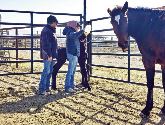 Sul Ross Ranch Manager Rod DeVoll and Assistant Rodeo Coach Timmi Hutchings bottle feed the first foal of Sul Ross’ second generation of horses for their bucking horse program as his mother looks at the camera. This colt was born in the early morning hours of January 29 and is now eating on his own. Photo by Kara Gerbert