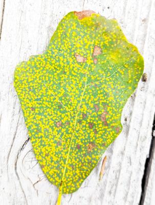 Texas A&M good for identifying diseases in plants