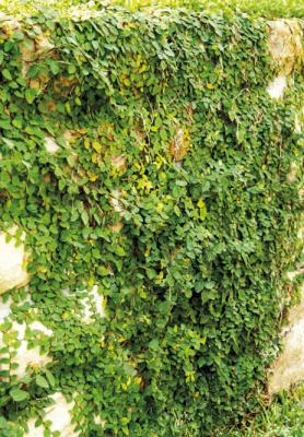 Fig ivy is the best bet for covering rock walls