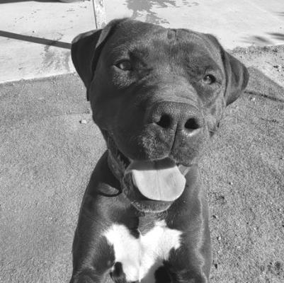 PET OF THE WEEK