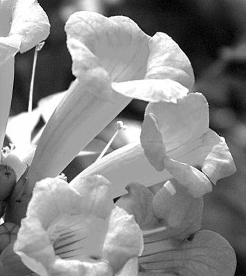 Trumpet vine woes stem from the “mother” plant