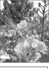 Patience is key for bird of paradise