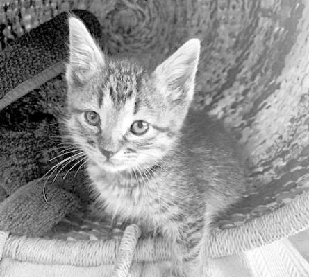 PET OF THE WEEK
