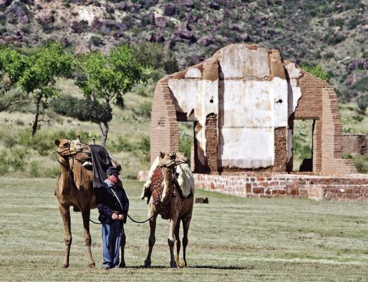 Camels a big part of Army life