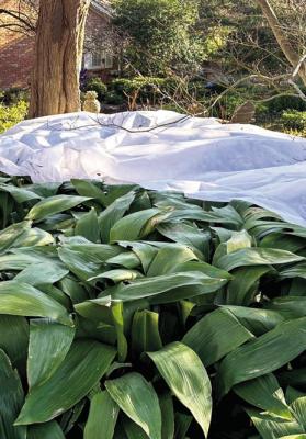 Keep frost cloth ready for extreme cold forecasts