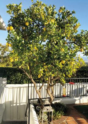 Meyer lemon trees require pots large enough to encourage growth