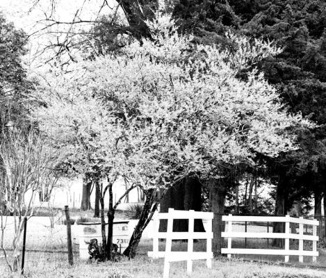 	Proper planting allows enjoyment of blooming flowers annually