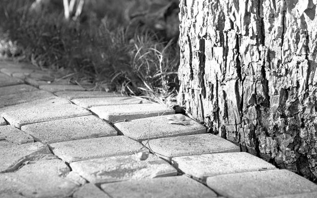 Pavers are preferable for root development