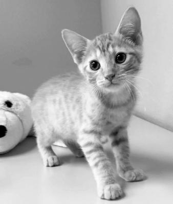 PET OF THE WEEK