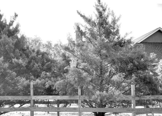 Cause of dying Arizona cypress may be fatal