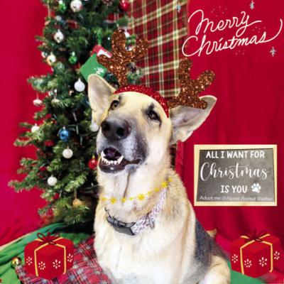 PET OF THE WEEK