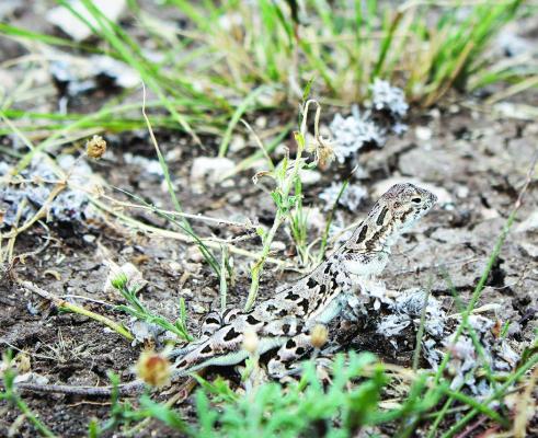 Plateau spot-tailed earless lizard
