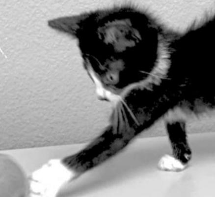 PET OF THE WEEK