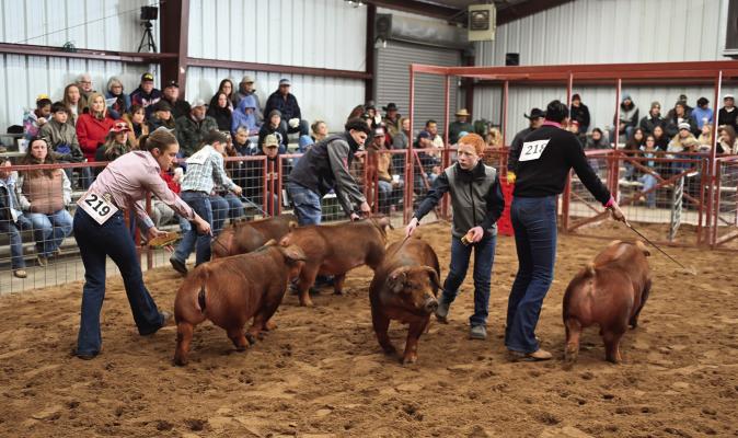 The Swine’s Have It