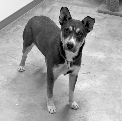 PET OF THE WEEK