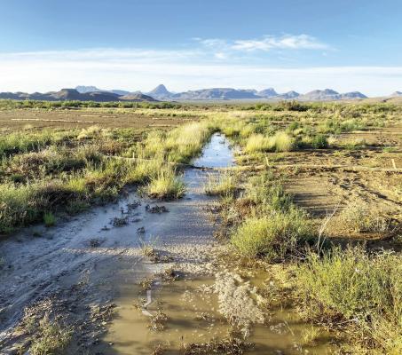 Habitat restoration at Nine Point Mesa Ranch in south Brewster County. Photo by Caleb Hughes