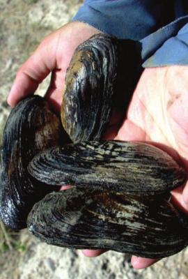 Texas hornshell mussel. Courtesy photo