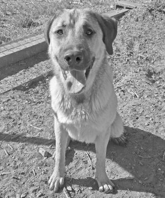 PET OF THE WEEK