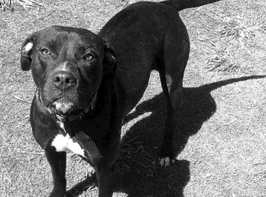 PET OF THE WEEK