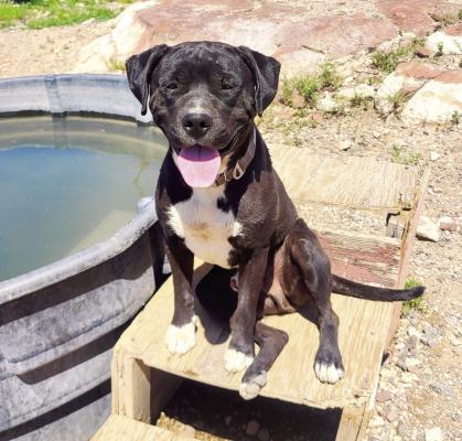 PET OF THE WEEK