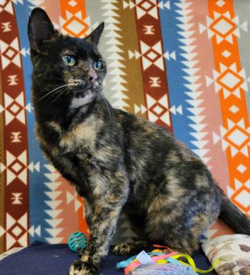 Pet of the Week