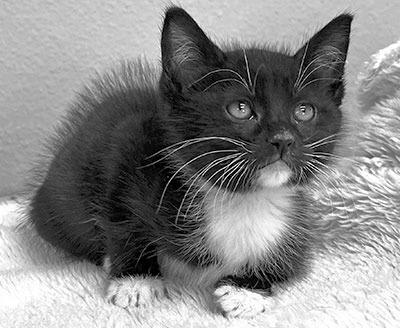 PET OF THE WEEK
